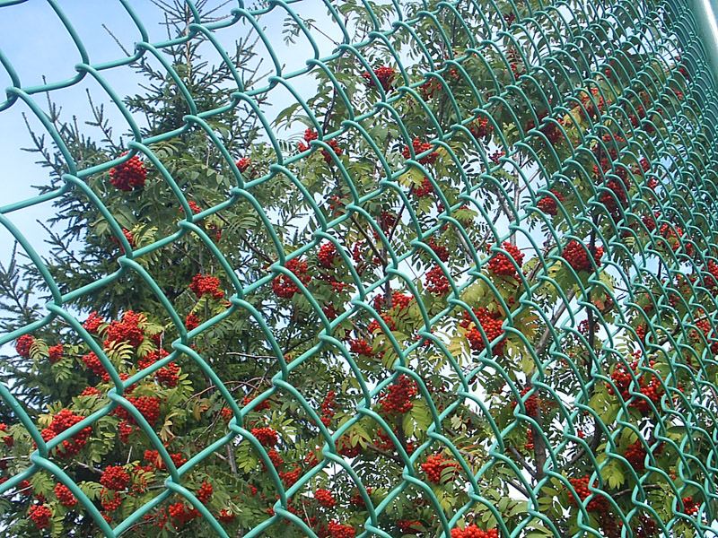 забор сетка-рабица